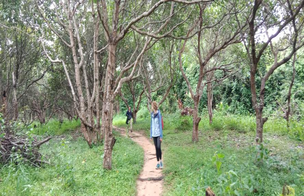 Hike through the plantation